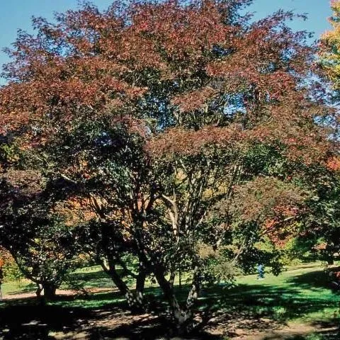 thumbnail for publication: Acer palmatum 'Burgundy Lace': 'Burgundy Lace' Japanese Maple
